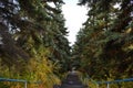 Stairs in the park among tall fir trees in autumn Royalty Free Stock Photo