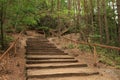 Stairs on path in forest