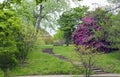 Stairs to a bench in lush english garden Royalty Free Stock Photo