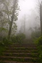 Stairs in Mist Forest, Paradise, Stairway to Heaven, Peace