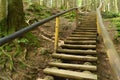 Stairs. Wooden stairs up in the forest with tall trees