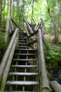 Stairs in the woods