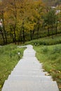 Stairsteps to forest Royalty Free Stock Photo