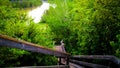 Stairway in Boreal Forest River Valley Royalty Free Stock Photo