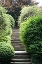 Stairway and bushes at dumbarton oaks