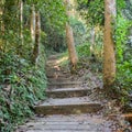 Stairway in the Deciduous forest Royalty Free Stock Photo