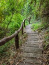 Stairway in the Deciduous forest Royalty Free Stock Photo
