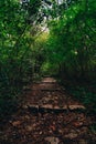 Stairway to the forest Royalty Free Stock Photo