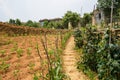 Stairway in hillside field before fenced villas at sunny summer