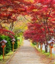 Stairway to chureito pagoda, Fujiyoshida, Japan