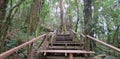 Stairways going up through the forest Royalty Free Stock Photo