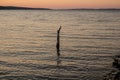 a stake in the ocean at sunset Royalty Free Stock Photo