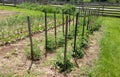 Staked Tomato Plants - Vegetable Garden