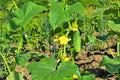 Stakes and lanes stretched between them in the garden with young cucumbers Royalty Free Stock Photo