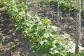 Stakes and lanes stretched between them in the garden with young cucumbers Royalty Free Stock Photo