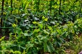 Stakes and lanes stretched between them in the garden with young cucumbers Royalty Free Stock Photo