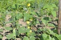 Stakes and lanes stretched between them in the garden with young cucumbers Royalty Free Stock Photo