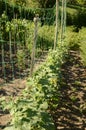 Stakes and lanes stretched between them in the garden with young cucumbers Royalty Free Stock Photo