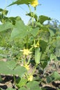 Stakes and lanes stretched between them in the garden with young cucumbers Royalty Free Stock Photo