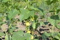 Stakes and lanes stretched between them in the garden with young cucumbers Royalty Free Stock Photo