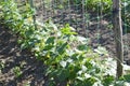 Stakes and lanes stretched between them in the garden with young cucumbers Royalty Free Stock Photo