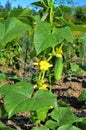 Stakes and lanes stretched between them in the garden with young cucumbers Royalty Free Stock Photo