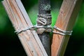 Stakes for support tree with a rope and boards is close Royalty Free Stock Photo