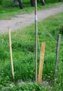 Staking a newly planted tree properly  with thee wooden stakes in high wind area in spring Royalty Free Stock Photo