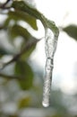 Stalactite hanging from a leaf, vertical format Royalty Free Stock Photo