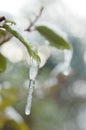 Stalactite hanging from a leaf, vertical format Royalty Free Stock Photo