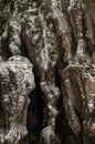 Stalactite and stalagmite at Dark Cave, Malaysia