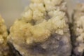 Stalactite stone specimen for education. A stalactite is a type