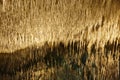 Stalactites in a cave. Cuevas del Drach. Mallorca, Spain