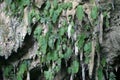 The Stalactites in Mulu National Park, Borneo