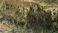 Stalactites and rock formations on the ceiling of the grotto