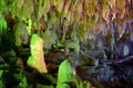 Stalactites and stalagmites in cave Royalty Free Stock Photo