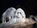 Stalagmite in a cave with ghost shape Royalty Free Stock Photo