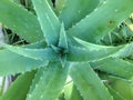 stalk of aloe