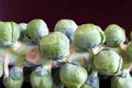 Stalk of Brussels Sprouts Royalty Free Stock Photo