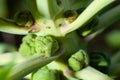 A stalk of Brussels sprouts with heads of cabbage growing on it, macro photography