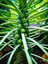 A Stalk of Brussels Sprouts