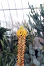 A Stalk of a Cat`s Tail Aloe with Flowers, Buds and Spent Flowers