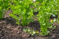 Stalk celery plants growing in organic vegetable garden Royalty Free Stock Photo