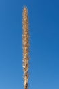 Stalk of a Common Sotol in the Desert