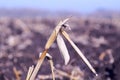 Stalk of corn in a plowed field Royalty Free Stock Photo
