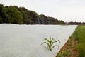 Stalk of corn pokes though white plastic cover in vegetable garden Royalty Free Stock Photo