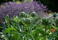 The stalk exceeds one meter. Ground leaves grow in a rosette, they are stem-shaped. Two types of cultivated plants were bred from Royalty Free Stock Photo