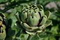 The stalk exceeds one meter. Ground leaves grow in a rosette, they are stem-shaped. Two types of cultivated plants were bred from Royalty Free Stock Photo