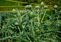 The stalk exceeds one meter. Ground leaves grow in a rosette, they are stem-shaped. Two types of cultivated plants were bred from Royalty Free Stock Photo