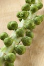 Stalk with fresh Brussels sprouts Royalty Free Stock Photo